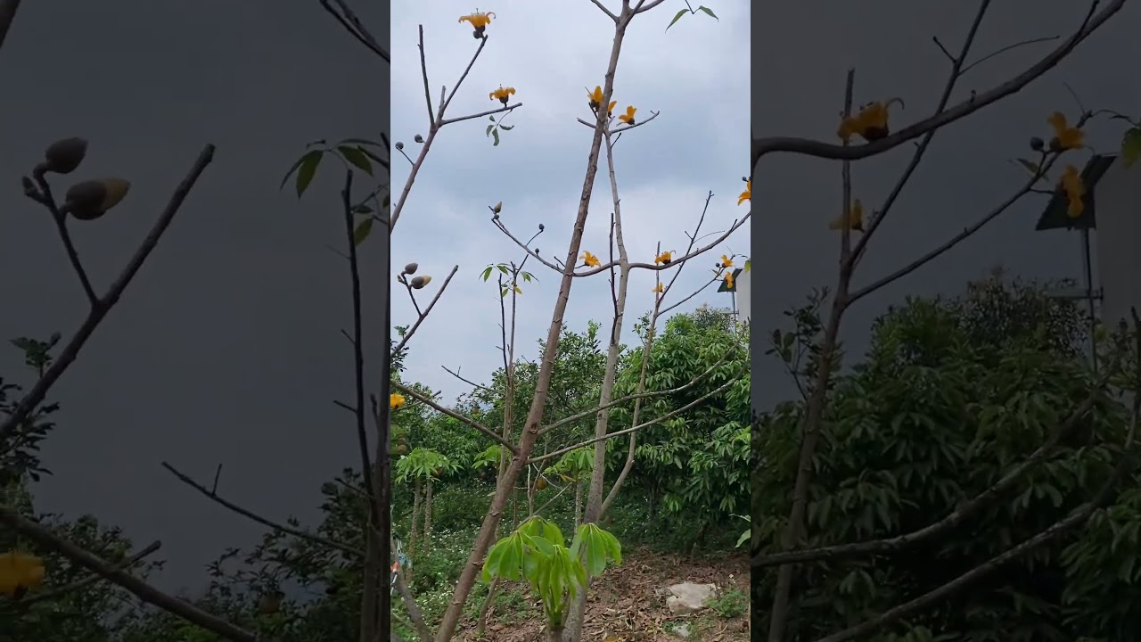 Rất vui tiếp &ocirc;ng ch&uacute; đam m&ecirc; gạo hoa v&agrave;ng #hoagao #phoihoagao