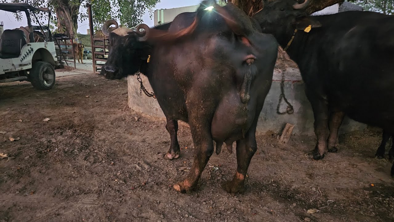 ਇੱਕੋ ਘਰੇ ਮੱਝਾ ਤਾਜੀਆ ਸੁਈਆ ਸਾਰੀ ਦੁੱਧ ਦੀ ਪੈਦਾਵਾਰ ਨੂੰ ਦੇਖਦੇ ਹੋਏ 20-20 ਕਿੱਲੋ ਆਲੀਆ ਚਾਰ ਮੱਝਾ ਕੰਡੇ ਆਲਾ