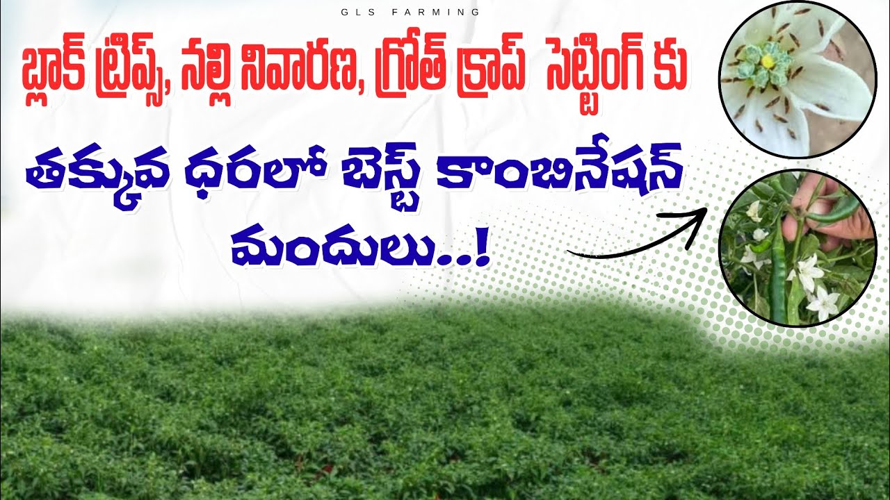 బ్లాక్ త్రిప్స్, నల్లి నివారణ, గ్రోత్ క్రాప్  సెట్టింగ్ కు తక్కువ ధరలో బెస్ట్ కాంబినేషన్ మందులు..!