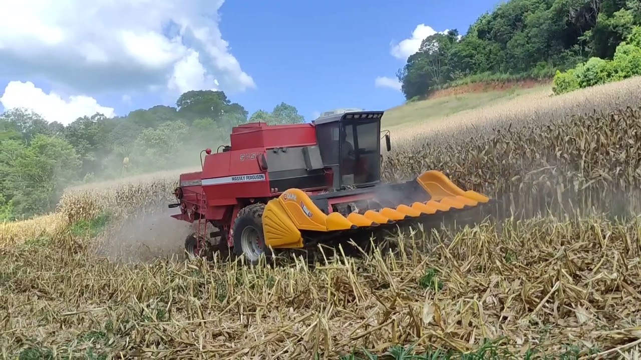MF 5650 colhendo milho com rotor Lezy e peneira anti-perda.