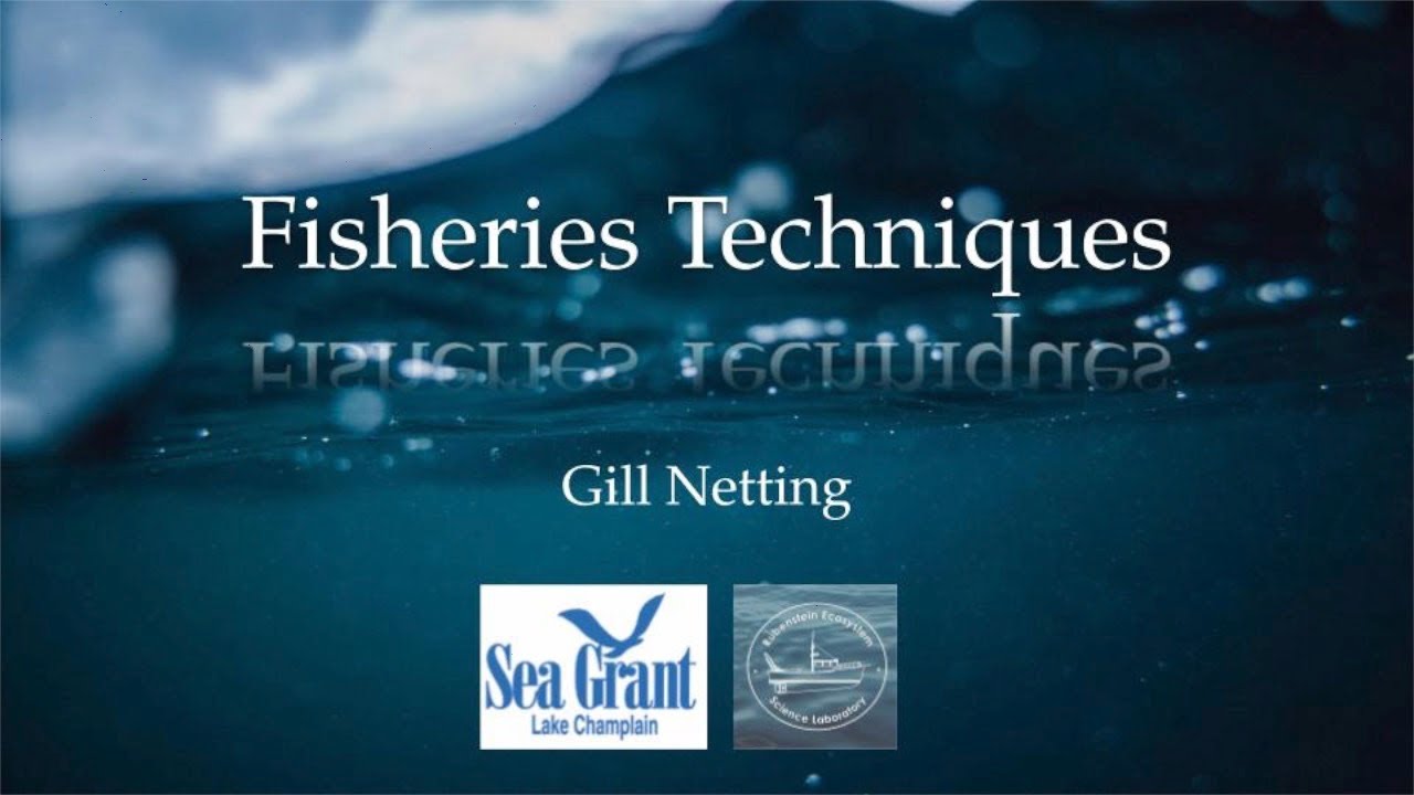 Fisheries Techniques - Gill Netting