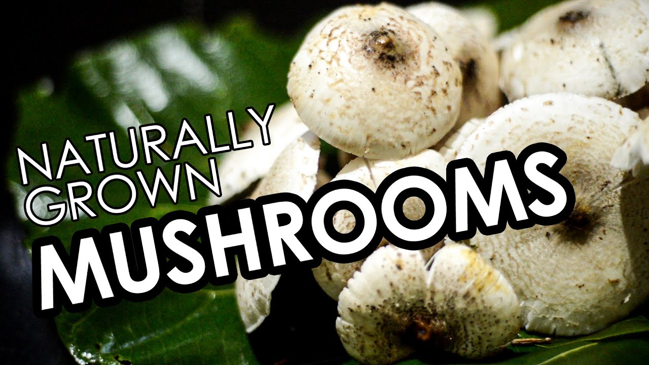 Naturally grown Mushroom in Kerala | Organic mushroom  'naadan Koon' #nature #kerala #india #Monsoon