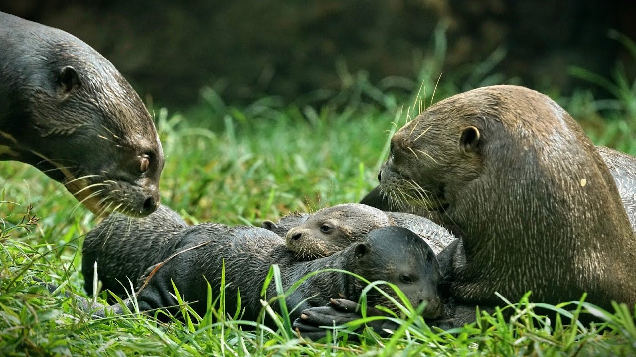 Tres crías de nutria son la nueva y tierna sensación del Zoológico de Cali | El País Cali