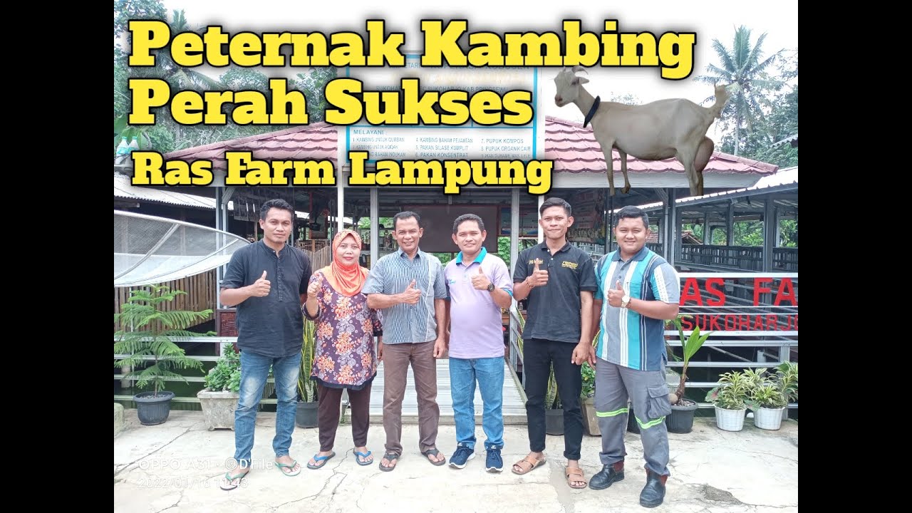 RAHASIA SUKSES PETERNAK KAMBING PERAH LAMPUNG