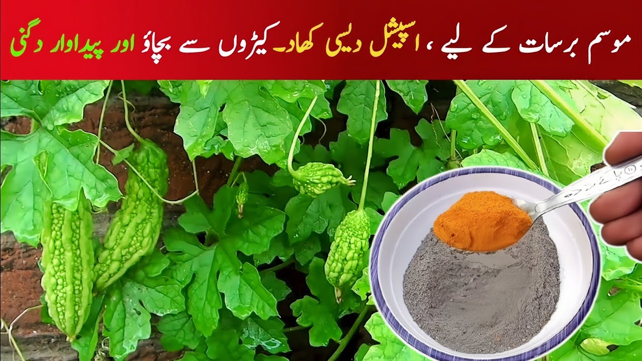 Best organic fertilizer for rainy season|organic fertilizer|homemade fertilizer