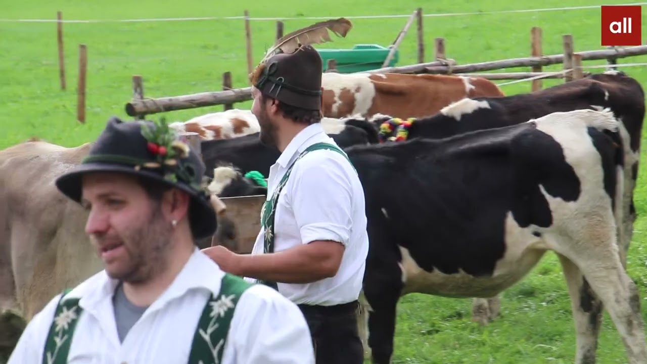 Viehscheid in Thalkirchdorf: 18 Alpen mit 673 Rinder kommen zurück ins Tal