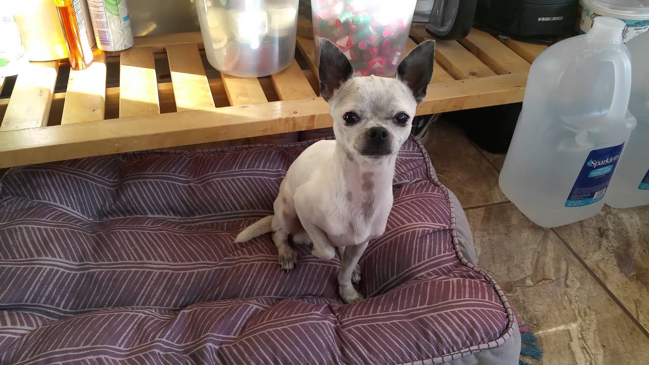 Well trained Chihuahua performing tricks