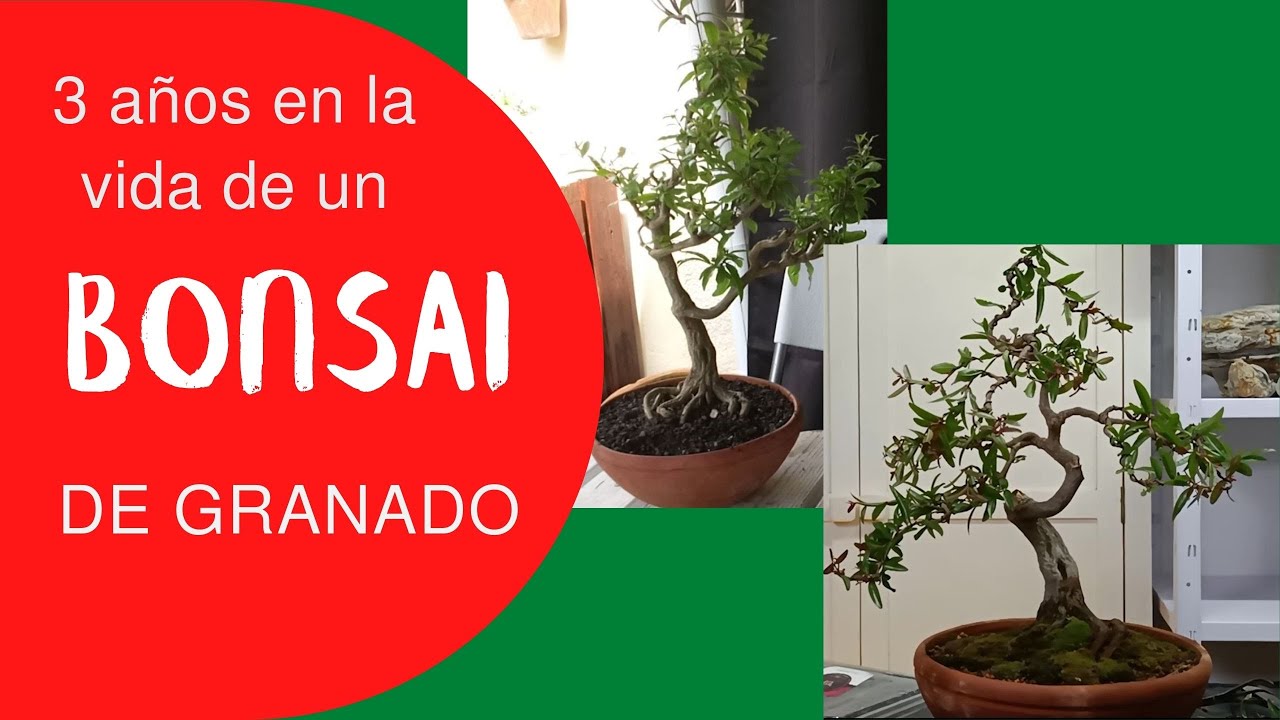 Bonsai granado nejikan. Tres años de formación, dos acodos y el resultado es...