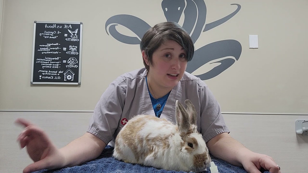 Pet Care Basics:  Rabbit Eye Drops