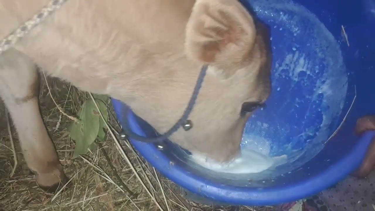 हमारी गंगा दूध पीते हुए||#cow#viralvideo