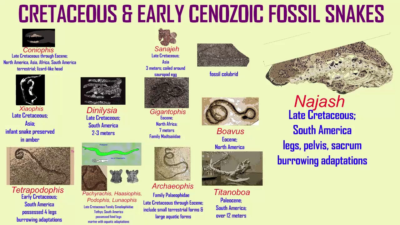 how do fossil snakes fit within snake classification?