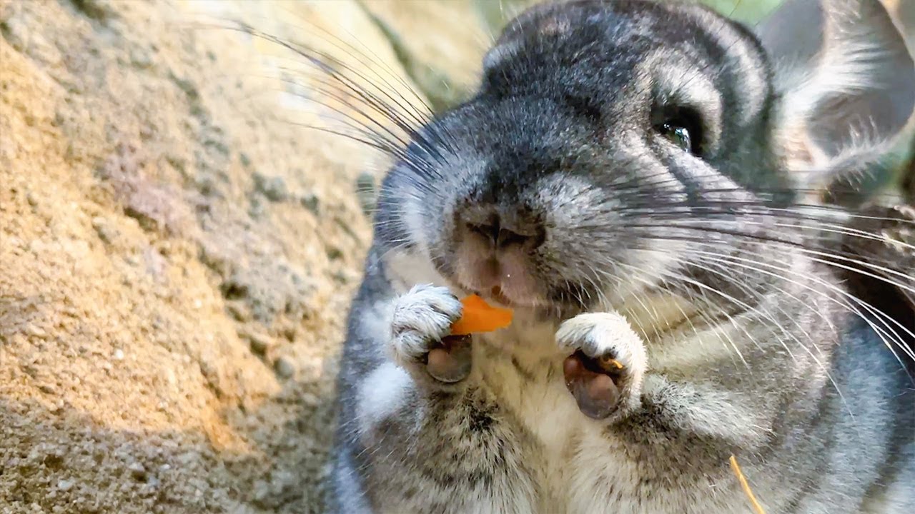 普段は引きこもりのチンチラが本気のカワイイを出せば人間なんて瞬殺です・・・