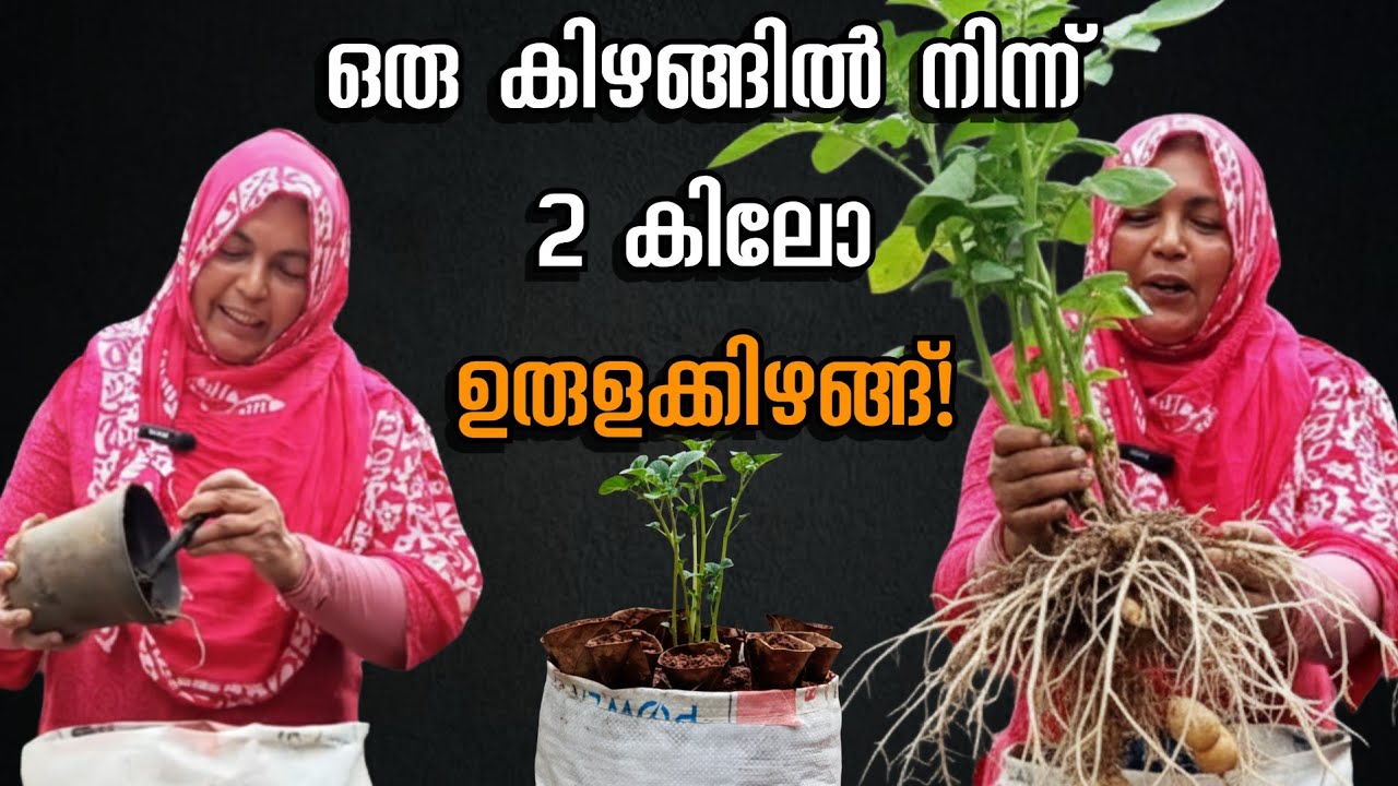 ഒരു കിഴങ്ങിൽ നിന്ന് 2 കിലോ ഉരുളക്കിഴങ്ങ്! 😱 ചാക്കിൽ നടാൻ ഈ രഹസ്യവളം മാത്രം മതി!