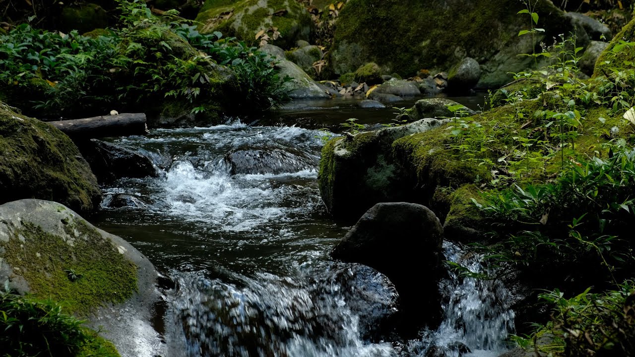 Clear River Sounds & Bird Songs | Auditory Therapy for Total Relaxation
