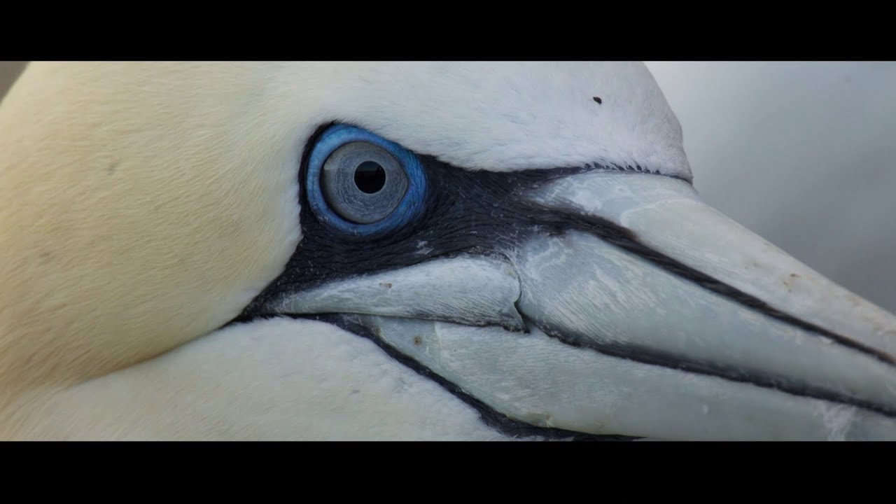 Bande-annonce - 41e Festival International du Film Ornithologique de Ménigoute 2025
