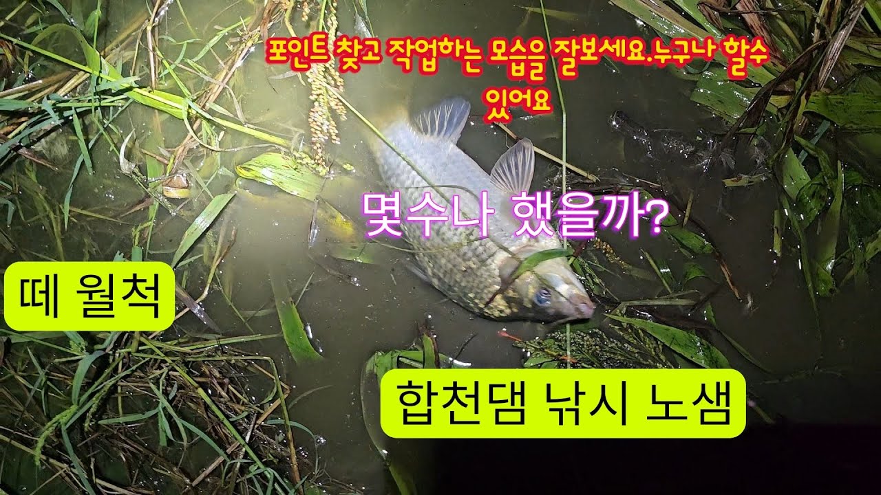떼 월척 합천 댐 낚시 #25-26화