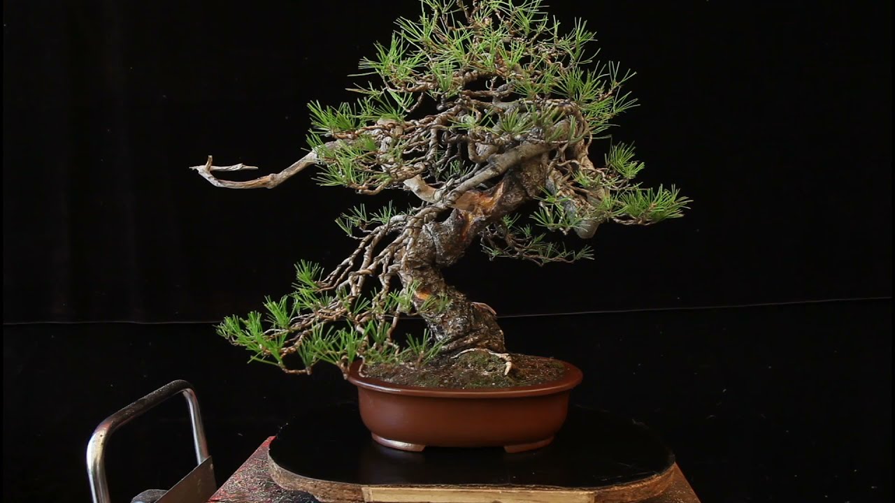 Pino halepensis bonsai: "James Brown 2021"