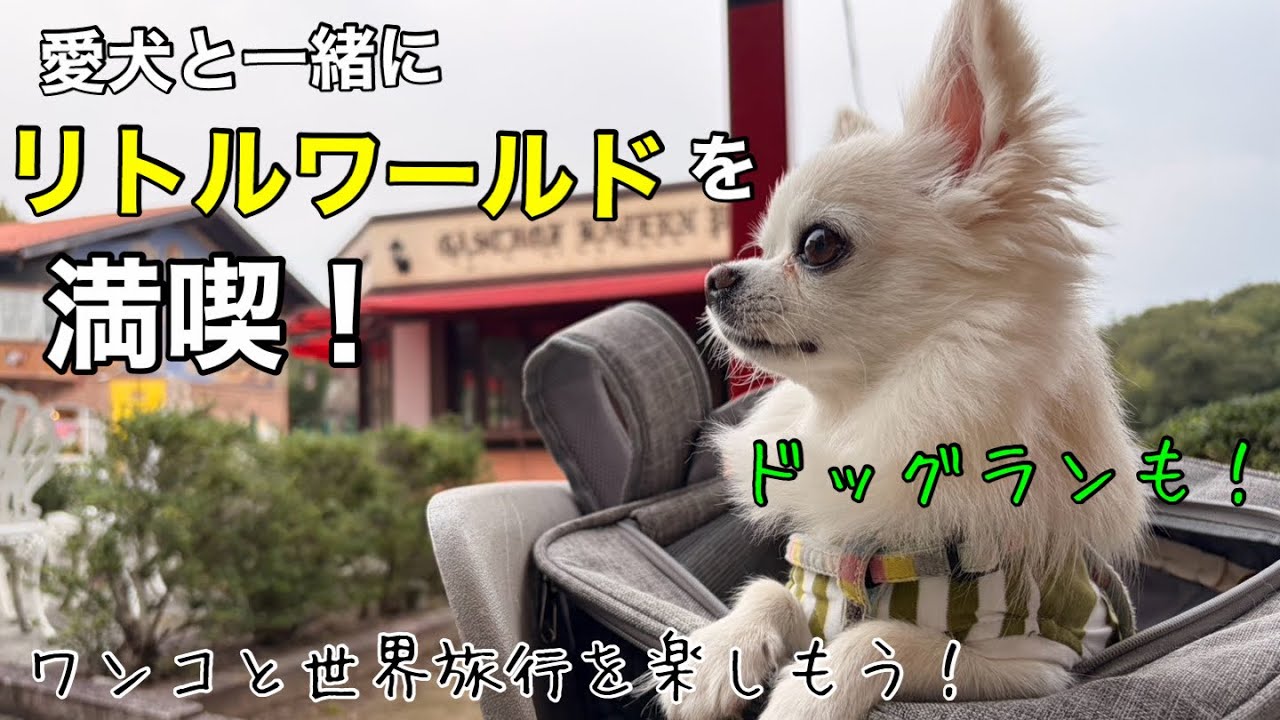 【チワワとお出かけ】1日遊べて穴場！！！世界一周旅行！！