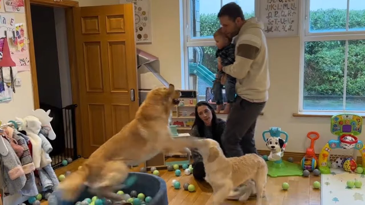 Golden Retriever Gets Angry In Ball Pit! Baby Thinks It's So Funny!
