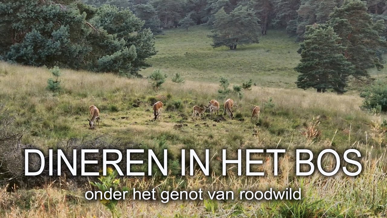 #31 - DINEREN IN HET BOS - onder het genot van roodwild