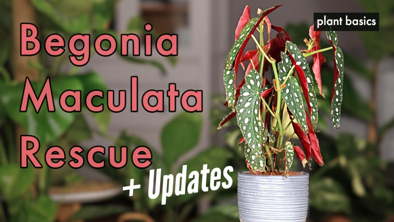 How to save a dying Begonia Maculata + Updates and Tips
