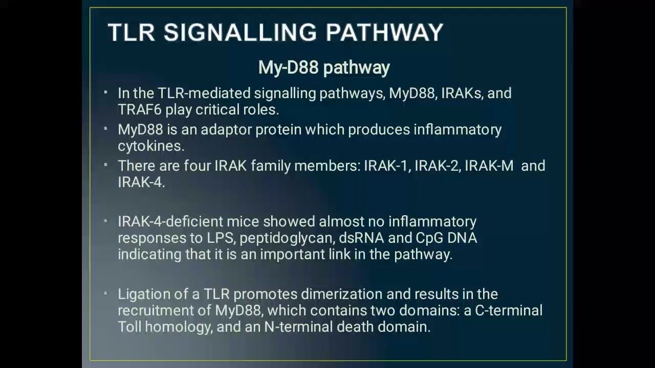 Toll like Receptor signalling pathways | MyD88 pathway