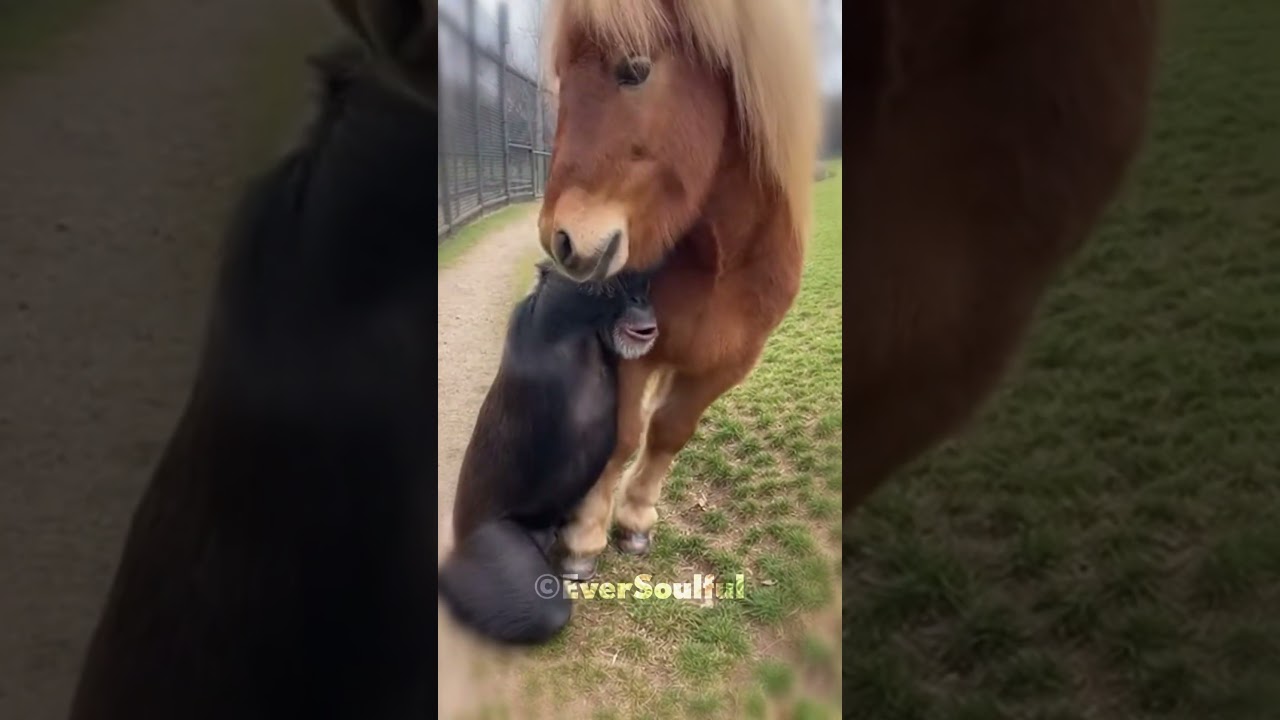 The Cutest Chimp and Horse Friendship 💖