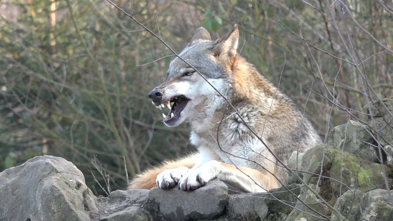 Wildpark Granat in Haltern Lavesum