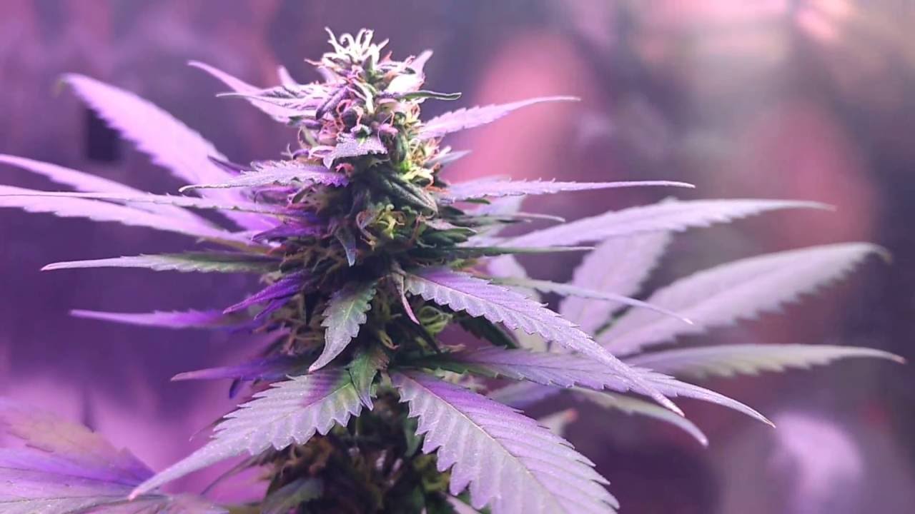 Cannabis Autoflower One Minute Update (9)