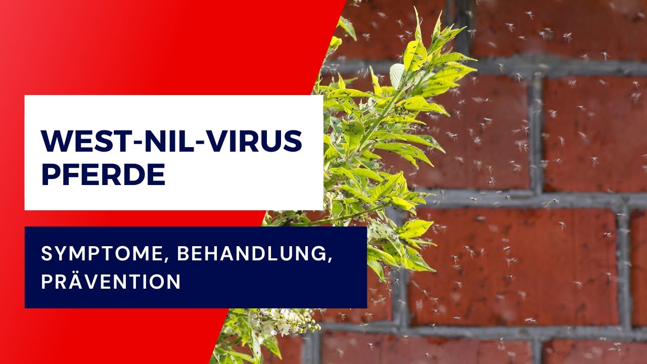 West-Nil-Virus Pferde: Symptome, Behandlung, Prävention, Impfung