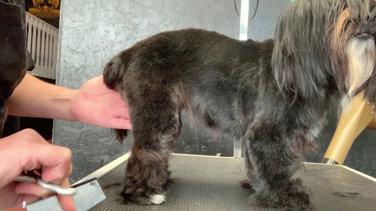 Understanding a dog's anatomy can improve your grooming