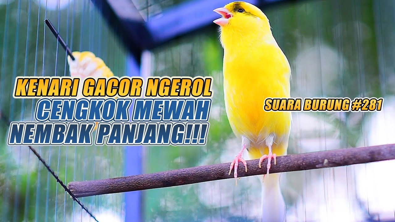 SUARA BURUNG |281| Kenari GACOR PANJANG INI Cocok untuk Masteran KENARI PAUD dan Kenari Macet BUNYI