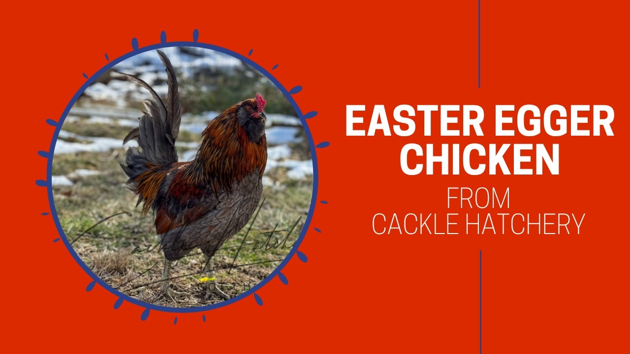 Easter Egg Chicken Breed (Breeder Flock) | Cackle Hatchery