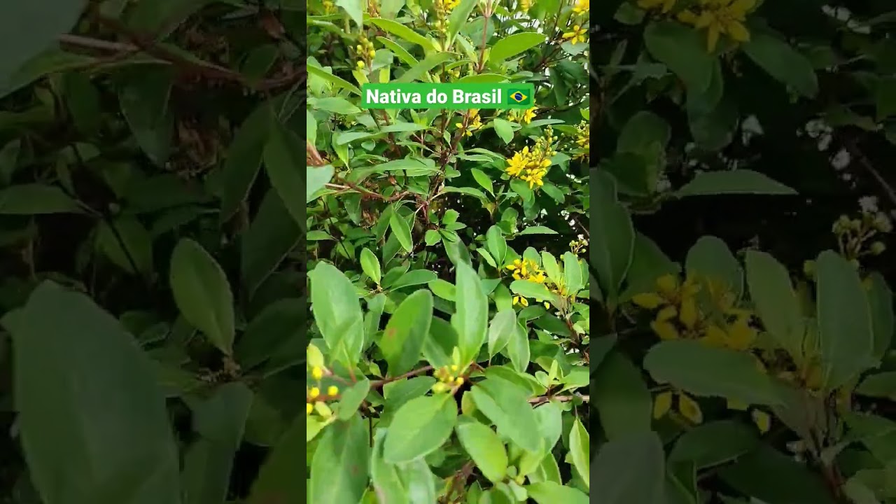Planta que floresce o ano inteiro -Trialis (Galphimia brasiliensis) 