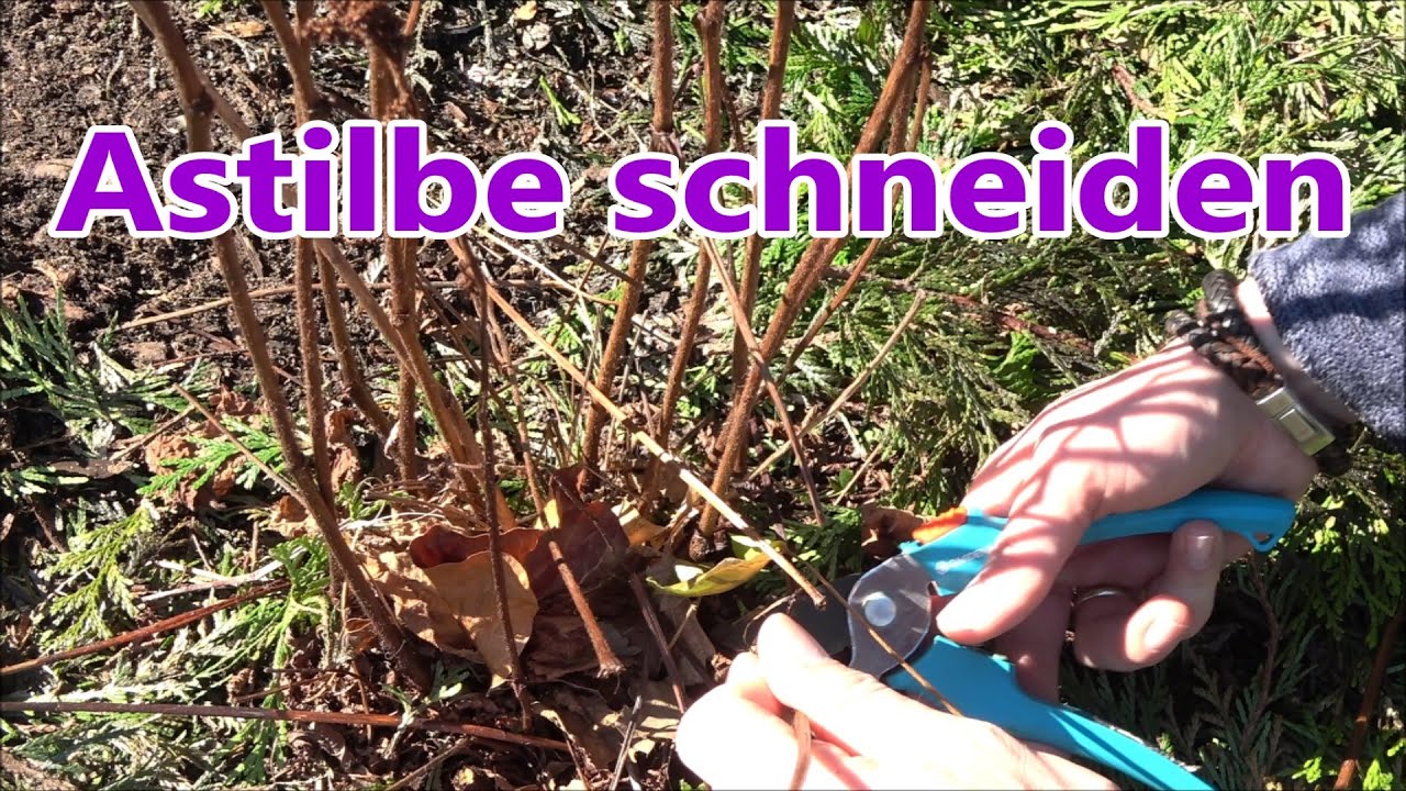 Astilbe schneiden - So schneidet ihr die Prachtspieren zurück - Rückschnitt Astilbe