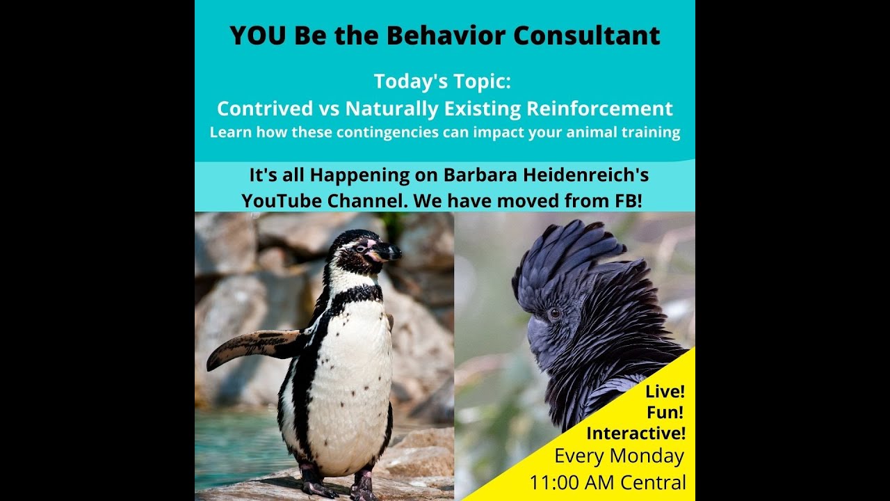 Contrived vs Naturally Existing Reinforcement.