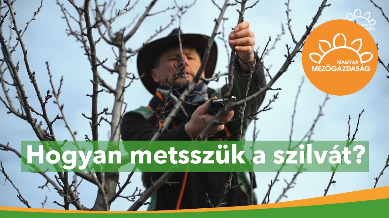 Szilva metszése tavasszal | Két klasszikus irányzat | MMG