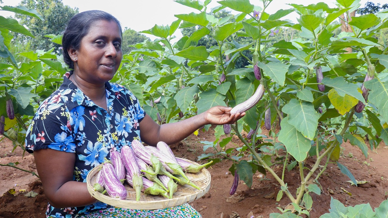 Fish Salad & brinjal Moju /Today I am making these two recipes differently. village kitchen recipe