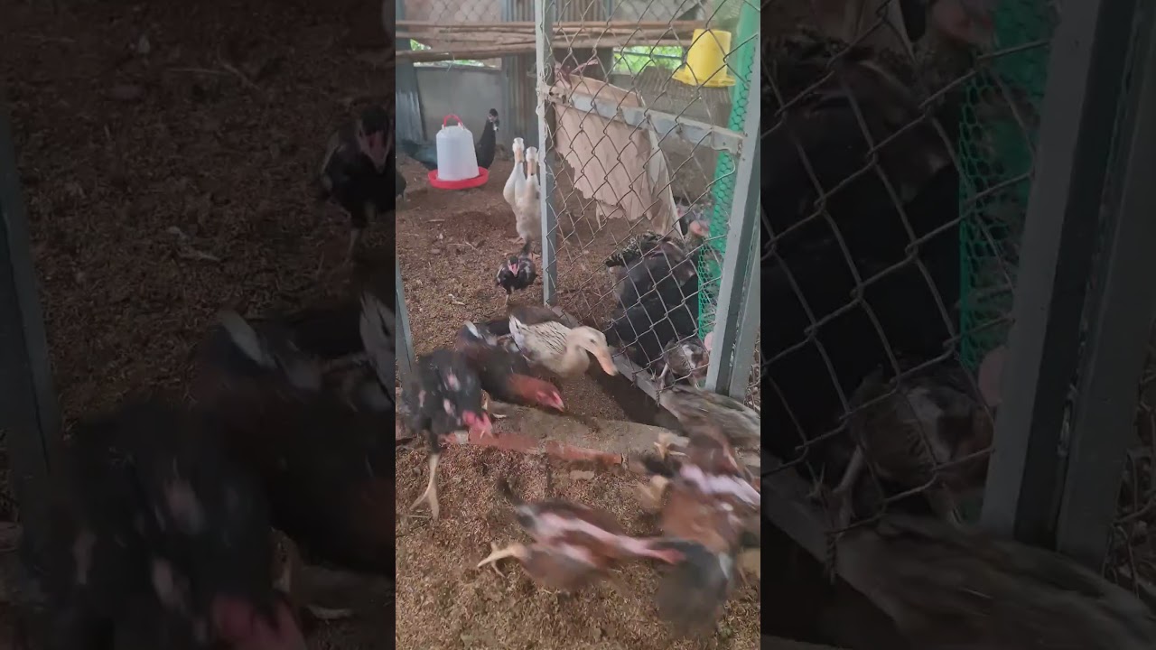 Fast chicken #chicken