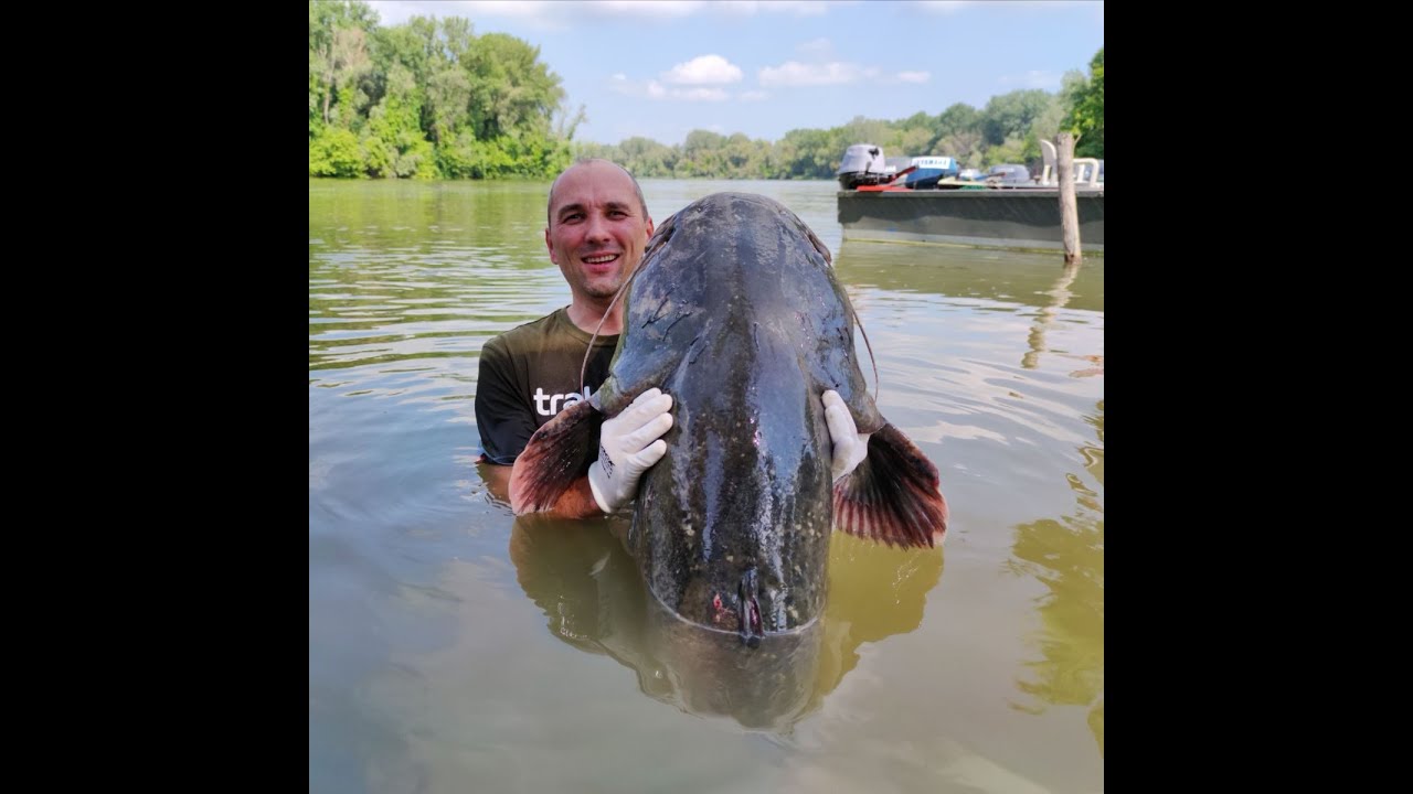 2021 május-június harcsái a Tisza-tavon. Avagy nem minden bokor alatt van harcsafészek.