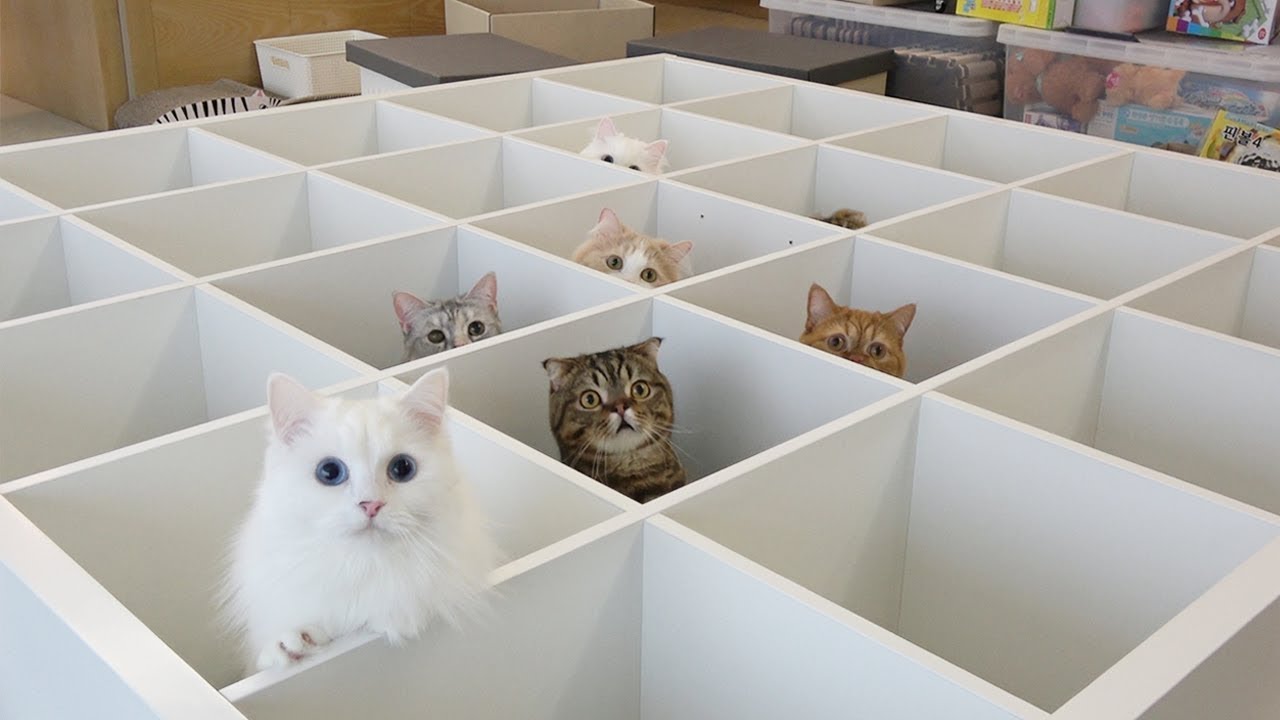 Moving Day.. Kitties Go Crazy! (ENG SUB)