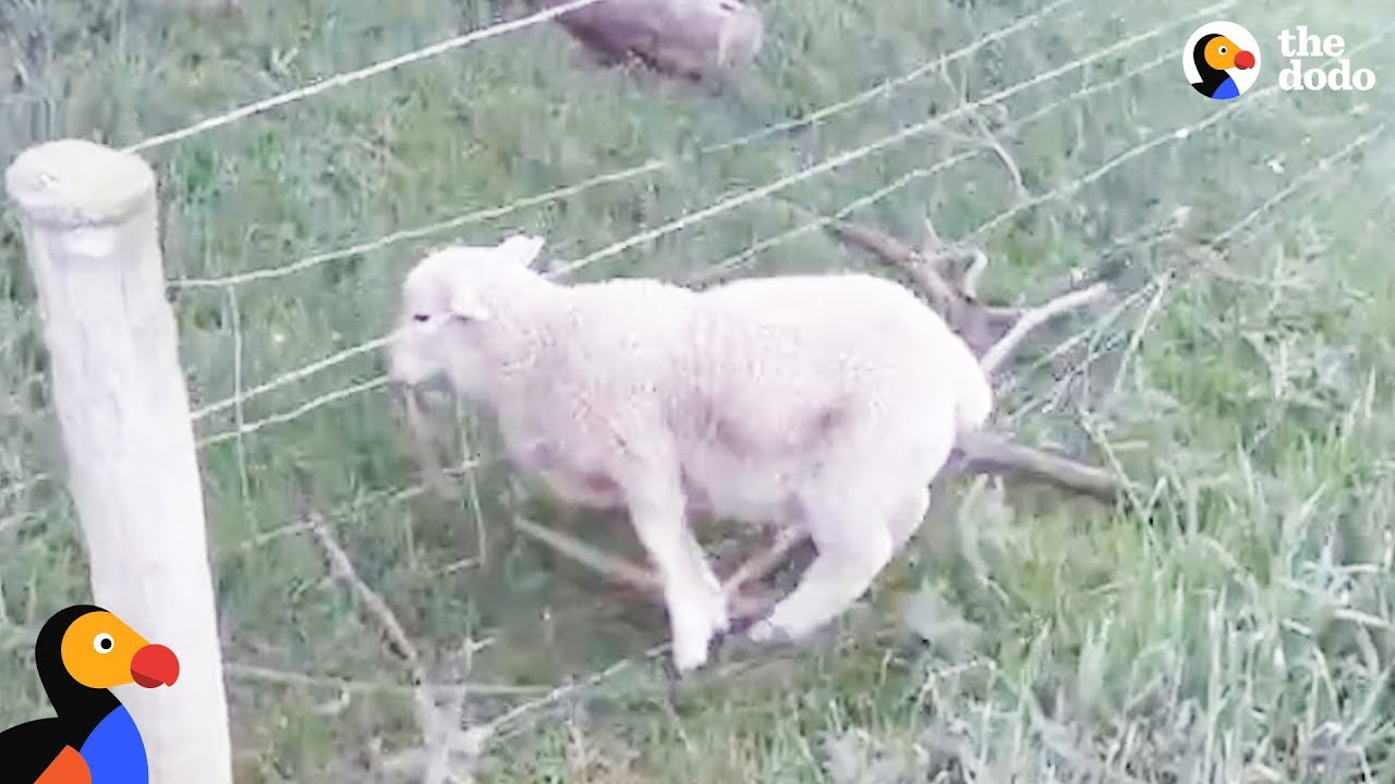 Motorcyclist Rescues Sheep Stuck in Fence | The Dodo