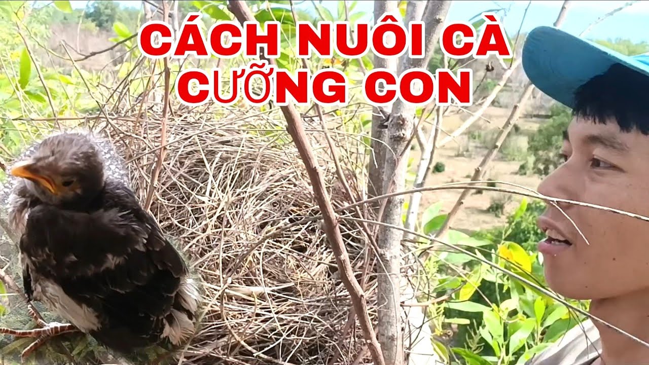 #279. T&Igrave;M TỔ CHIM CƯỠNG C&Aacute;CH NU&Ocirc;I C&Agrave; CƯỠNG CON TẠI NH&Agrave;...Find a bird's nest and raise a bird