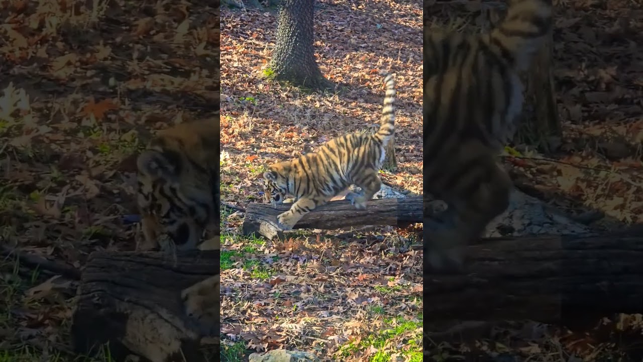Teeter Totter Tiger Cub Surprise! #tigercubs #cubs #bengaltiger #zoo