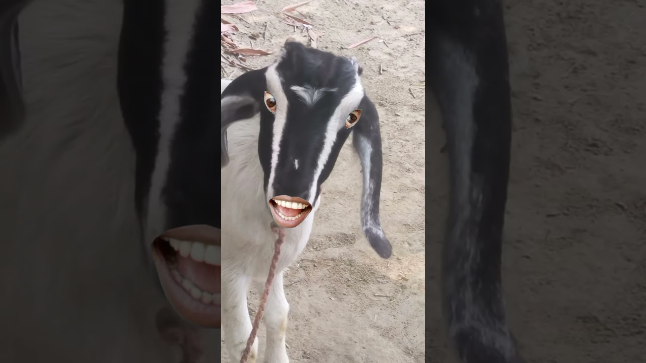 Pani lao re bakari Bala video funny 😂😂😂😂 #jungletourcomedy #cowgoat #junglecomedy #farmanimal