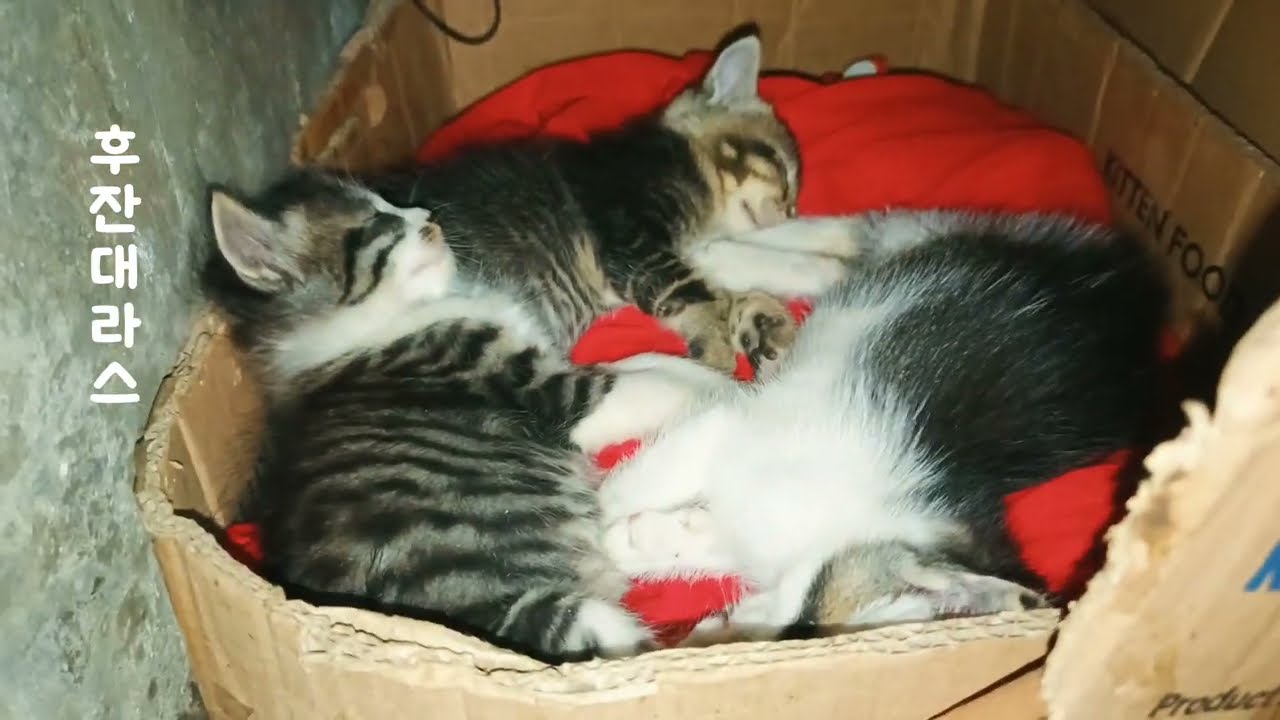 Anak Kucing sedang tidur, karena sejak pagi hujan deras dan sangat dingin