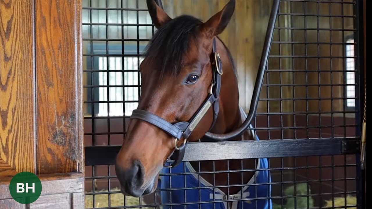 Легенды земли: Coolmore America в Ashford Stud