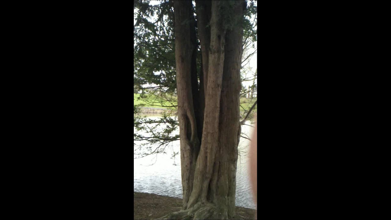 Pacific and European Yew trees