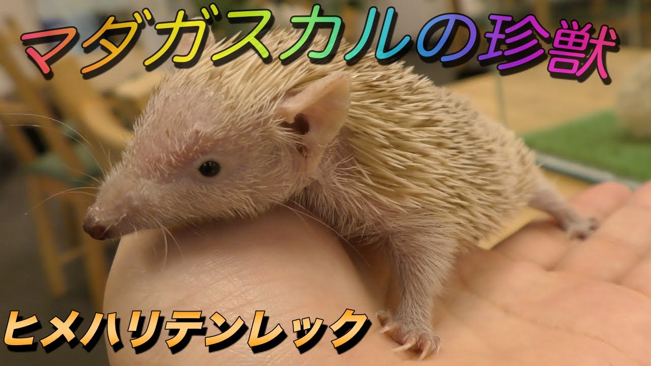 【珍しい動物】ヒメハリテンレックの生態〜この可愛い小動物はハリネズミではありません〜（Lesser hedgehog tenrec）