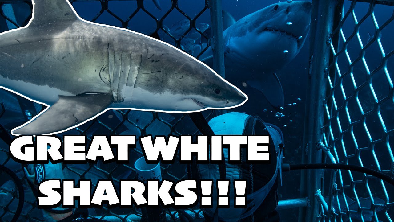 Scuba Diving with Great White Sharks (Rodney Fox World Exclusive Ocean Floor Cage)